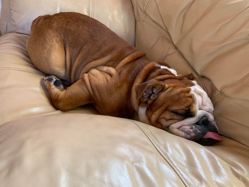 Bulldog