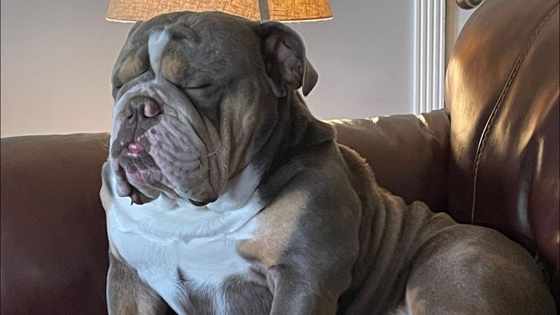 Bulldog