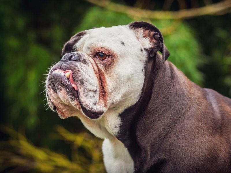 Bulldog