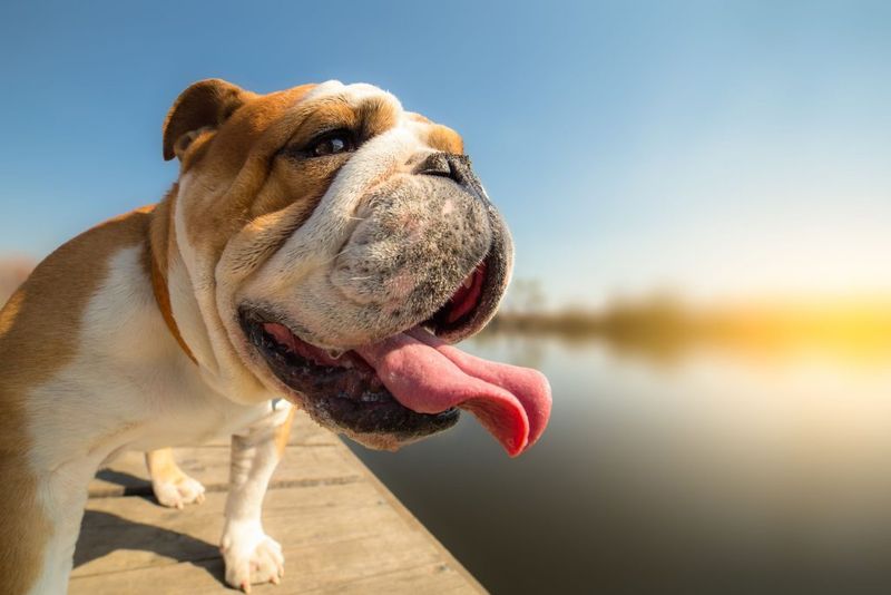 Bulldog