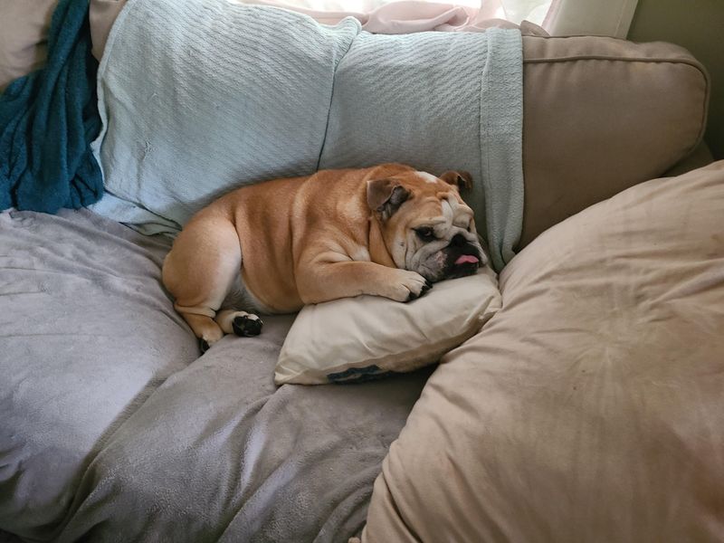 Bulldog