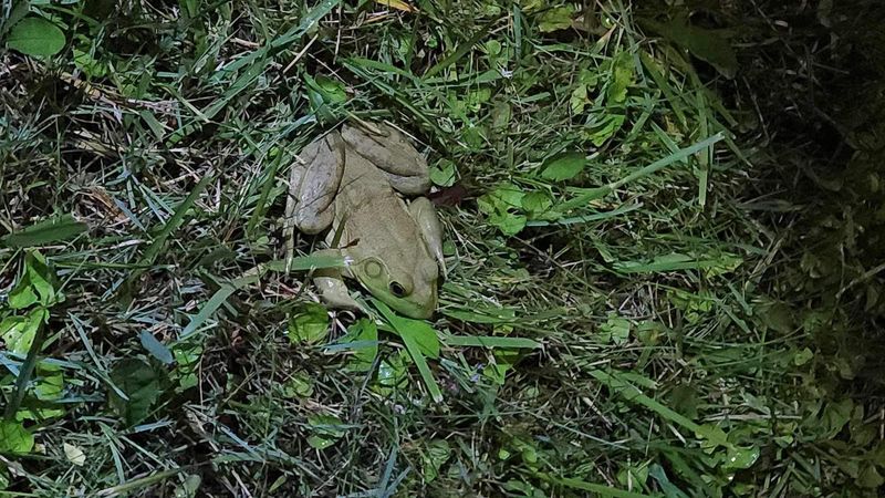 Bullfrog