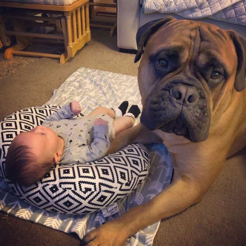 Bullmastiff