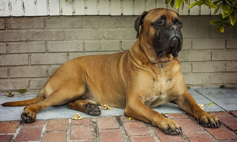 Bullmastiff