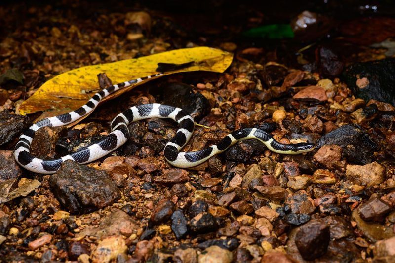 Bungarus sagittatus – New Krait Species from Thailand