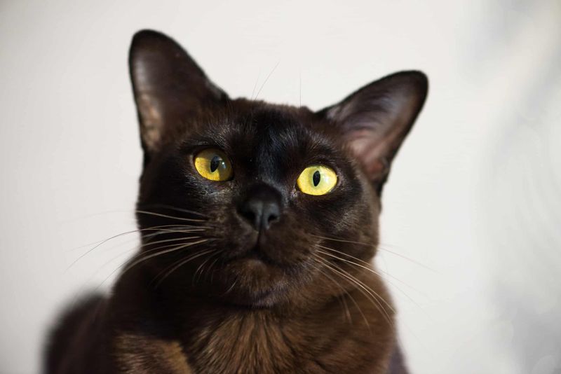 Burmese