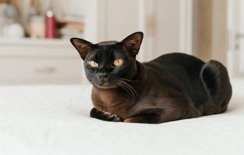 Burmese
