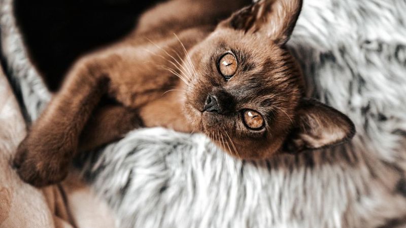 Burmese