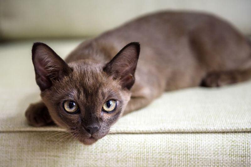 Burmese