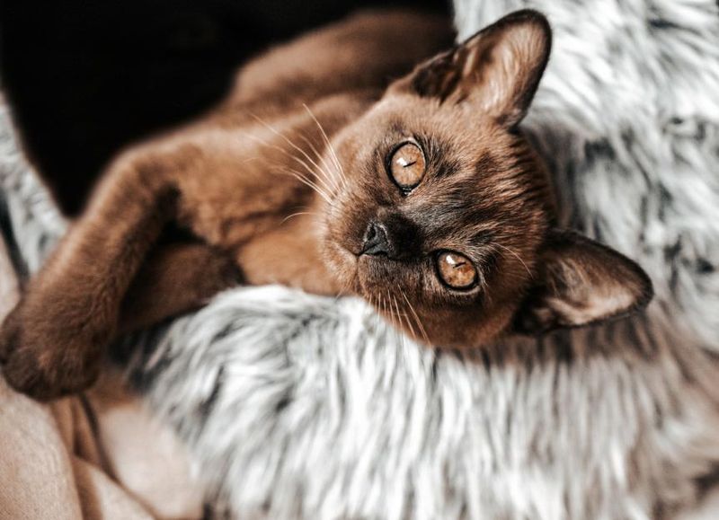 Burmese
