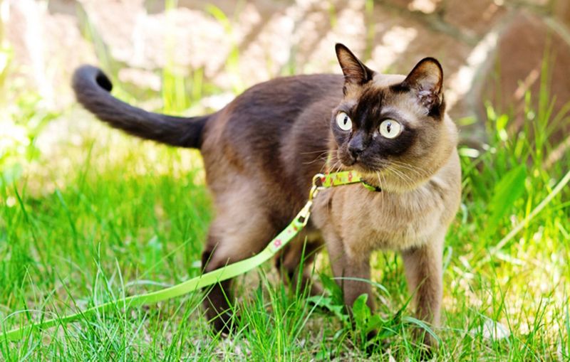 Burmese