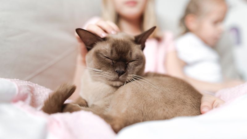 Burmese