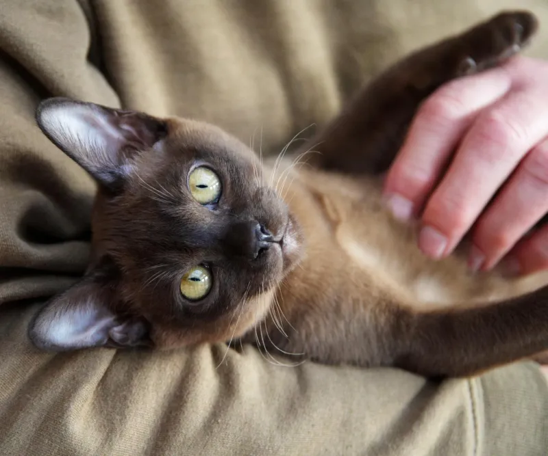 Burmese Cat