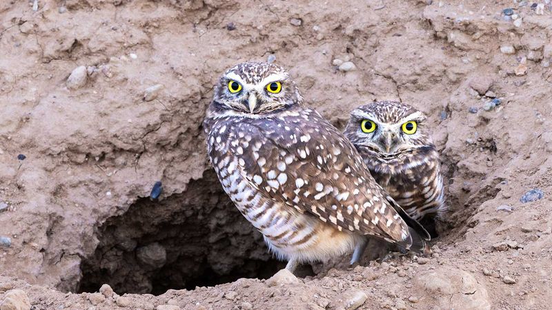 Burrowing Owl
