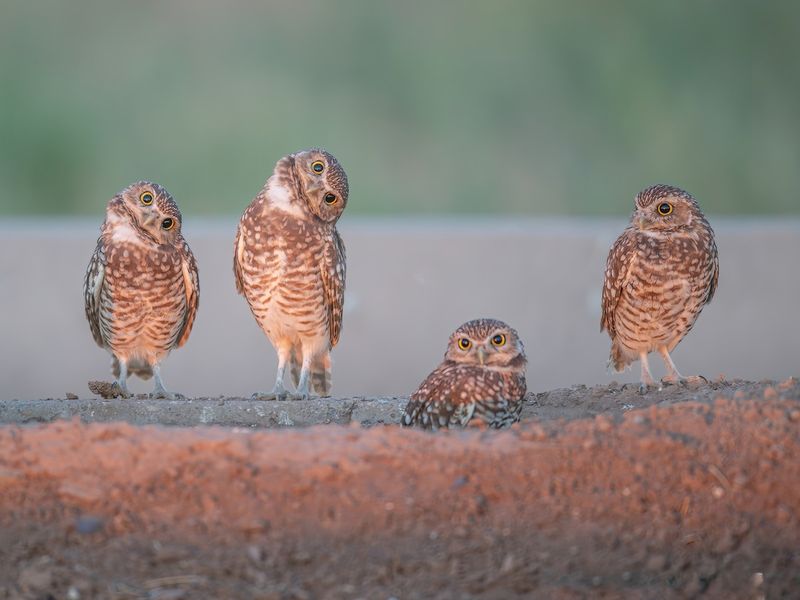 Burrowing Owl