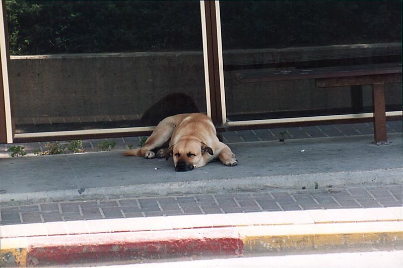 Bus Stops
