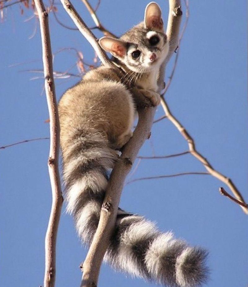 Cacomistle