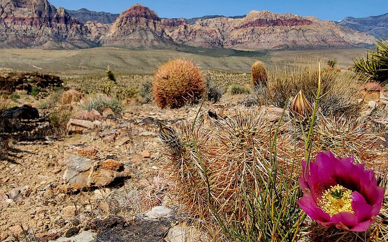 Cactus Blooms that Surprise