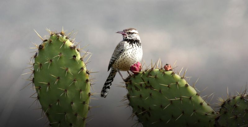 Cactus Wren