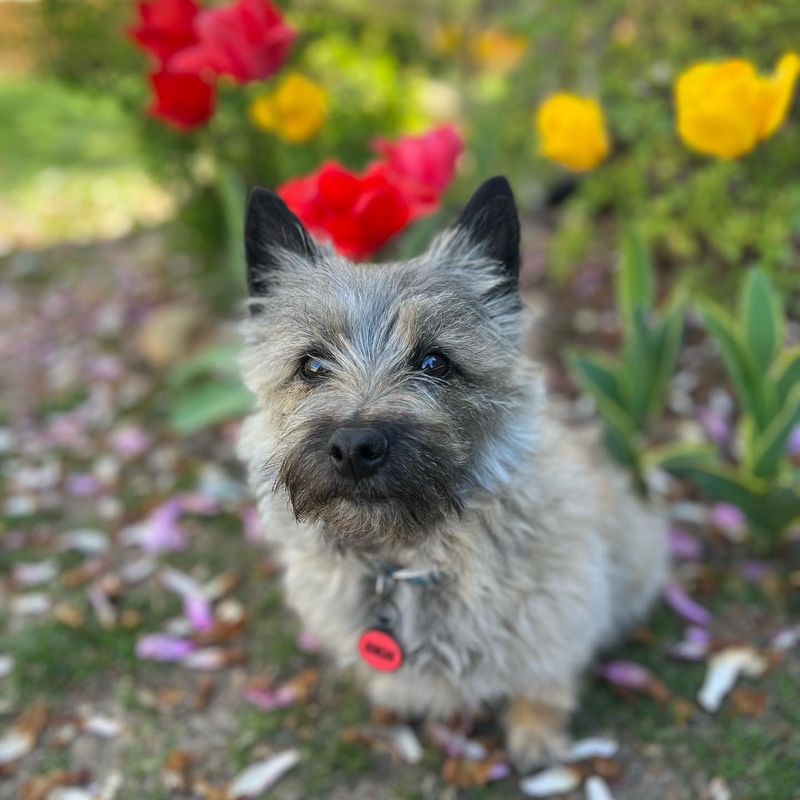 Cairn Terrier