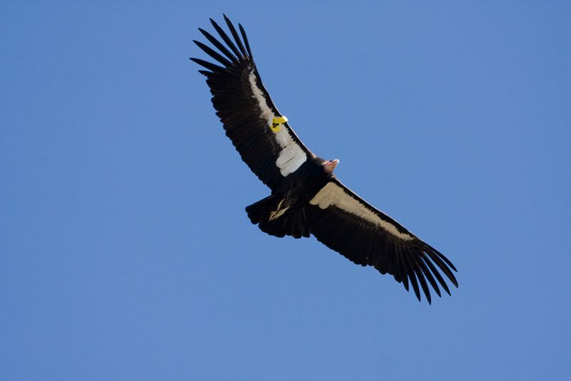 California Condor