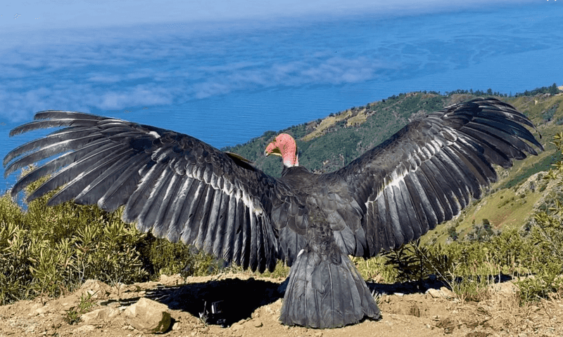 California Condor