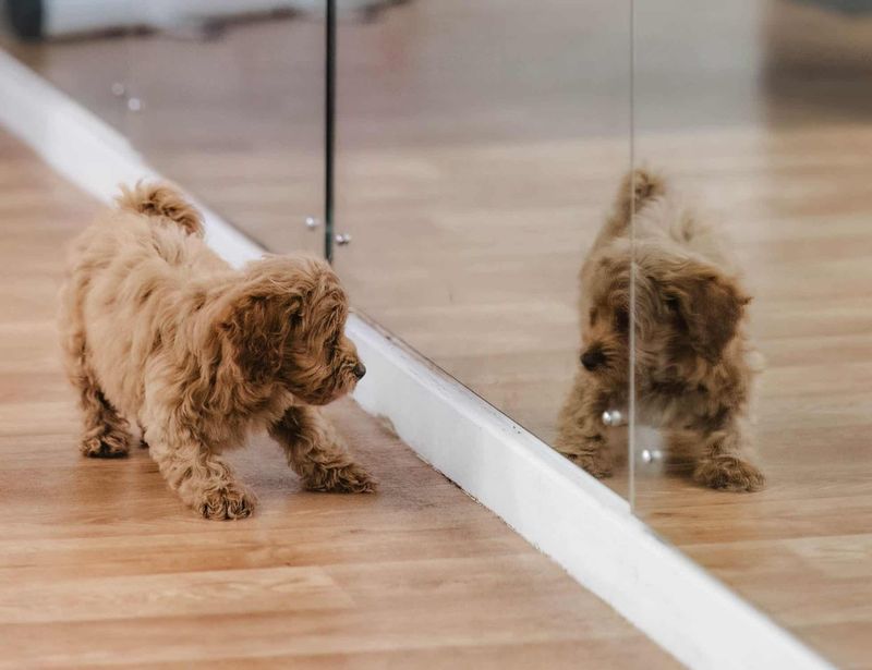 Can dogs recognize themselves in mirrors?