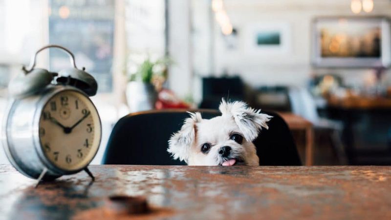 Can dogs tell time?