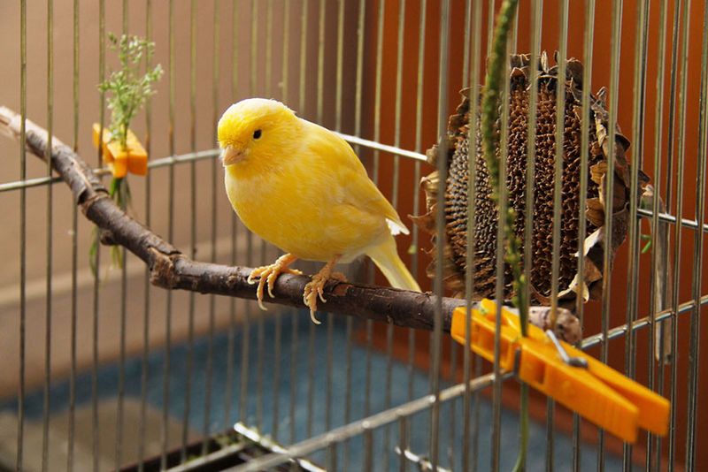 Canary