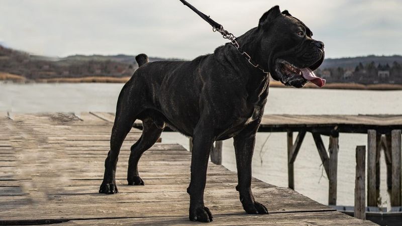 Cane Corso