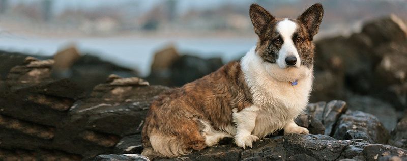 Cardigan Welsh Corgi