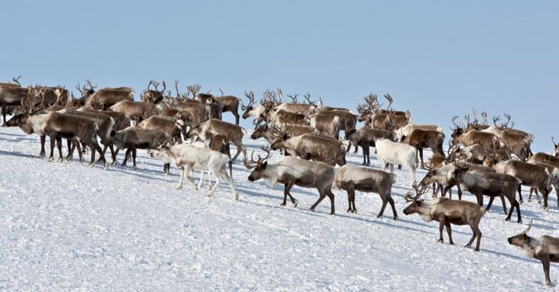 Caribou