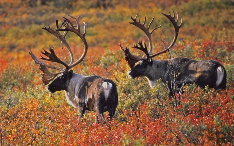 Caribou