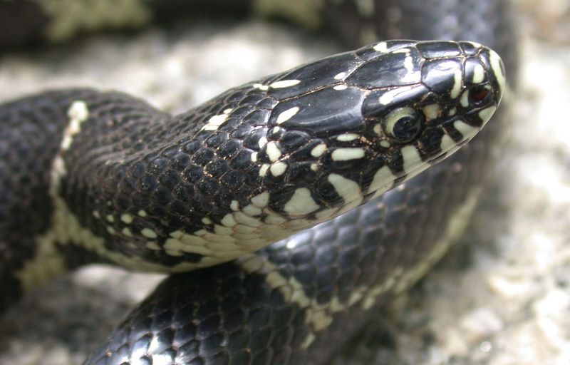 Carolina Kingsnake