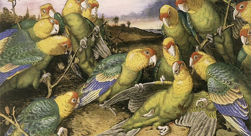 Carolina Parakeet