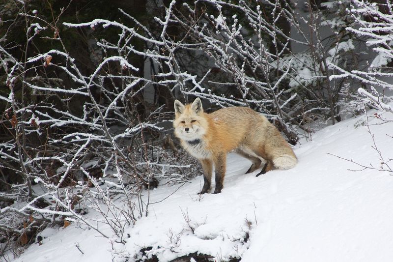 Cascade Red Fox