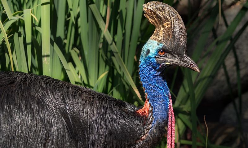 Cassowary