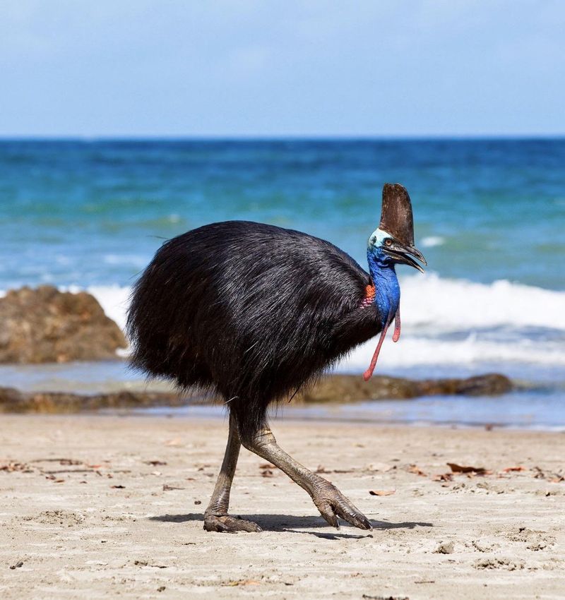 Cassowary