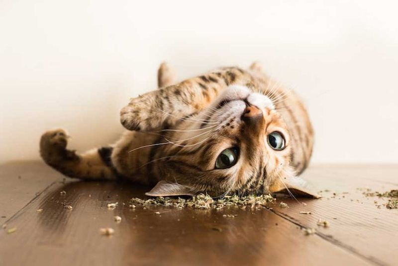 Catnip Delights
