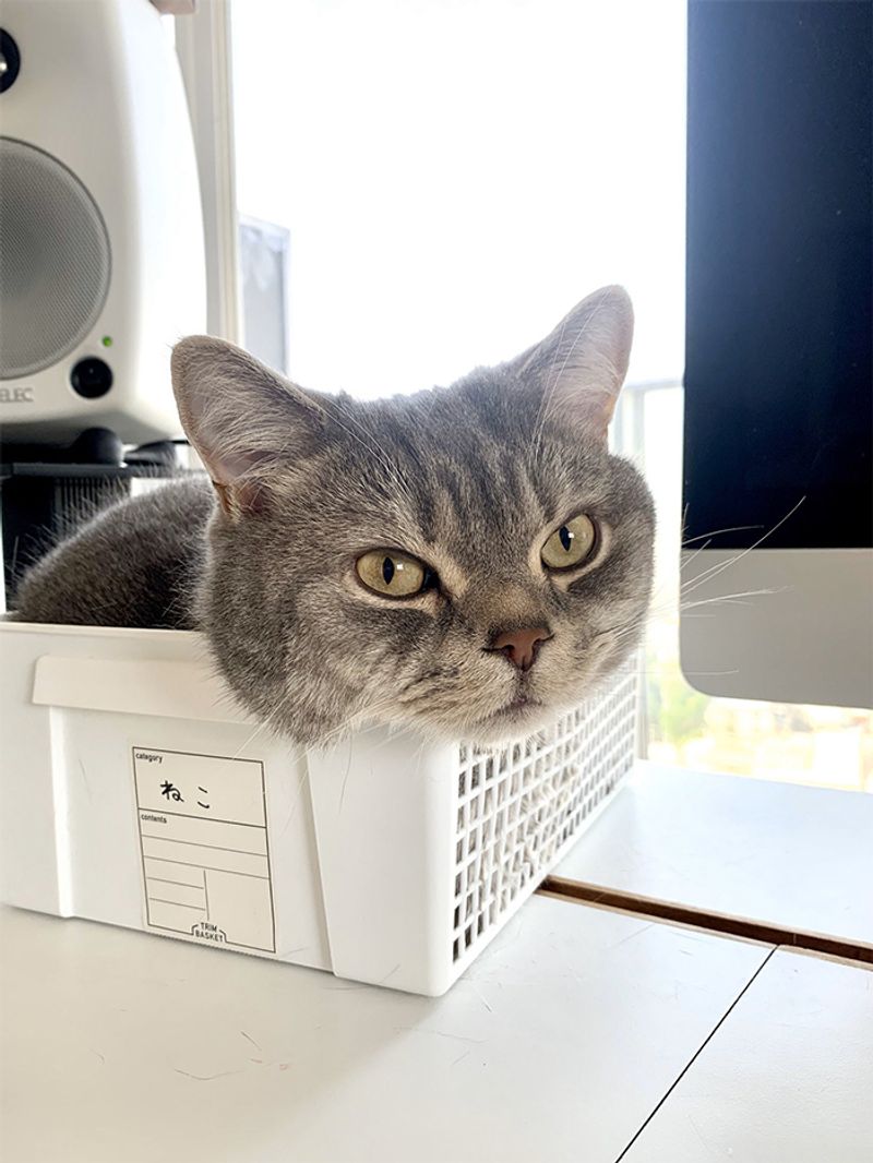 Cats (second mention)