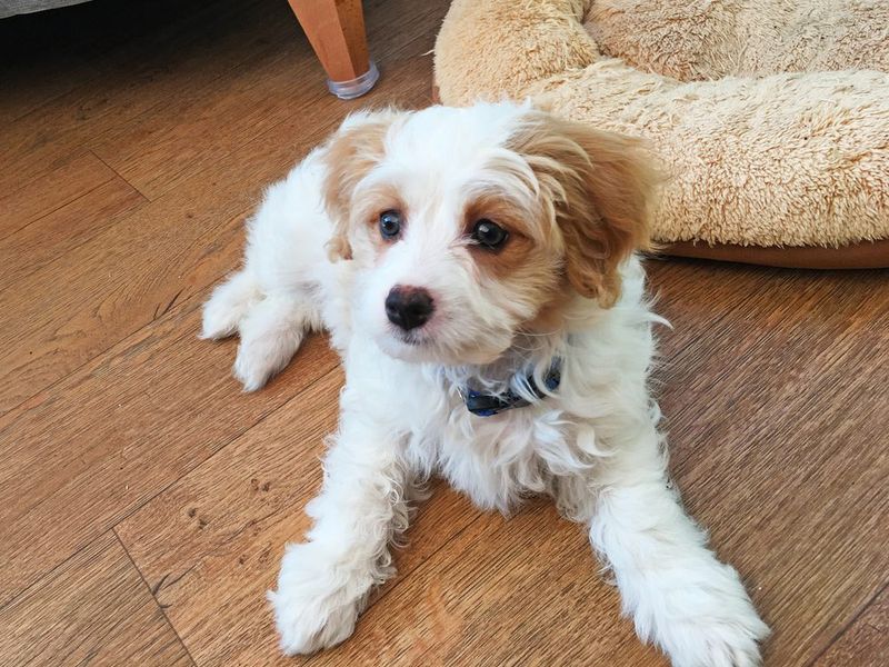 Cavachon