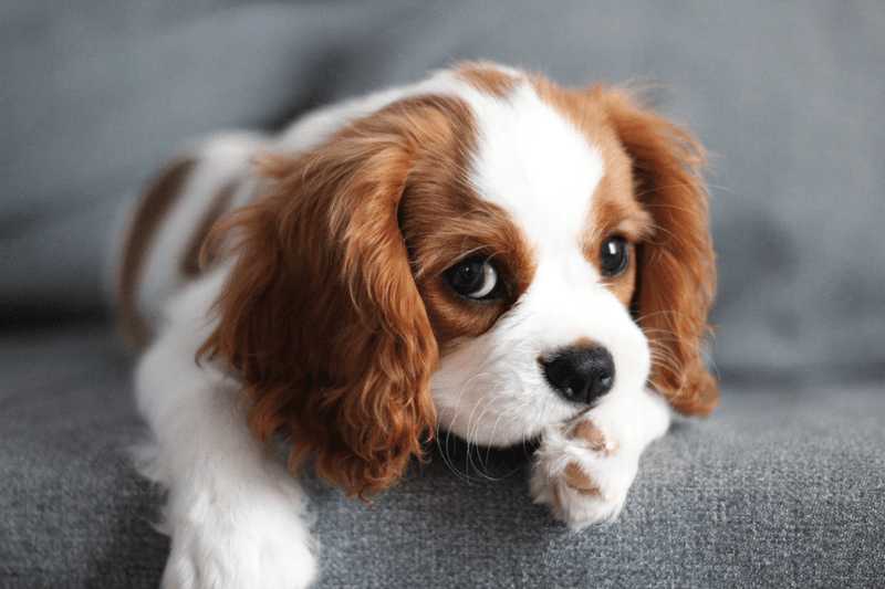 Cavalier King Charles Spaniel