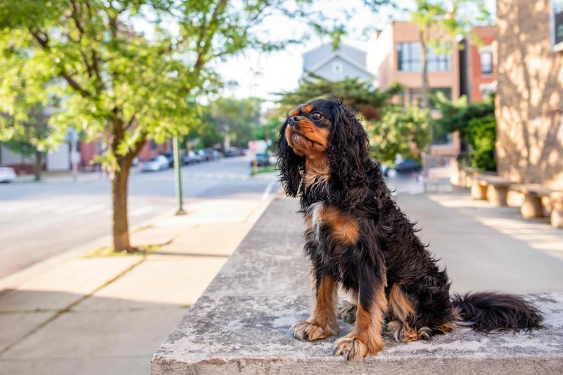Cavalier King Charles Spaniel