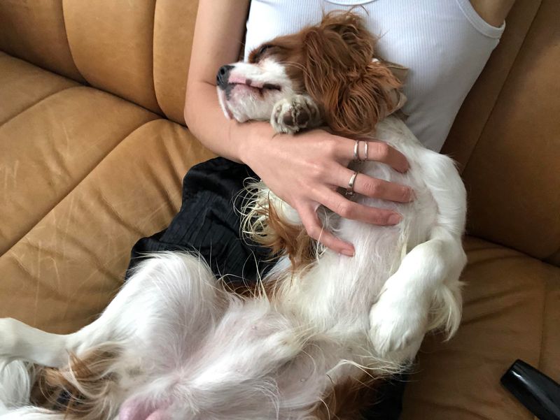 Cavalier King Charles Spaniel