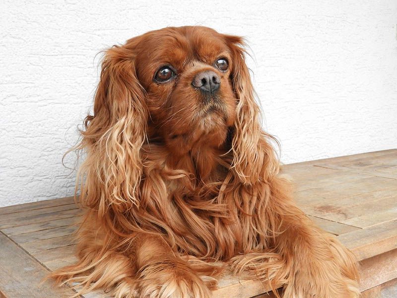 Cavalier King Charles Spaniel