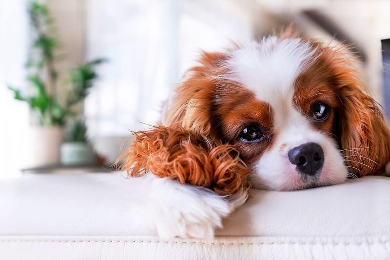 Cavalier King Charles Spaniel