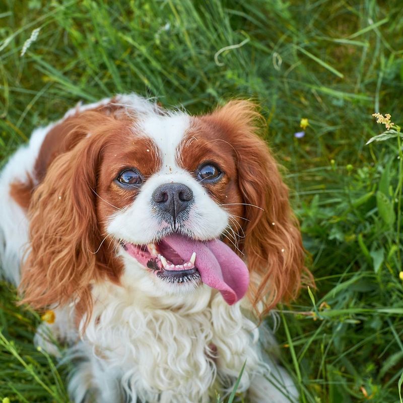 Cavalier King Charles Spaniel