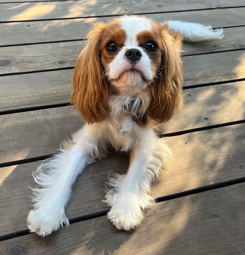 Cavalier King Charles Spaniel