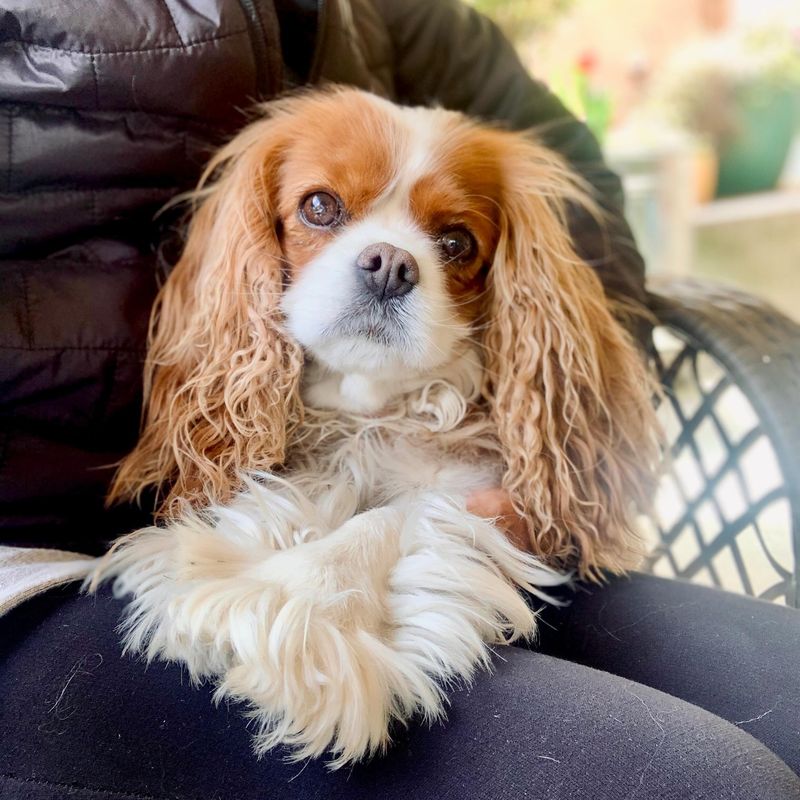 Cavalier King Charles Spaniel
