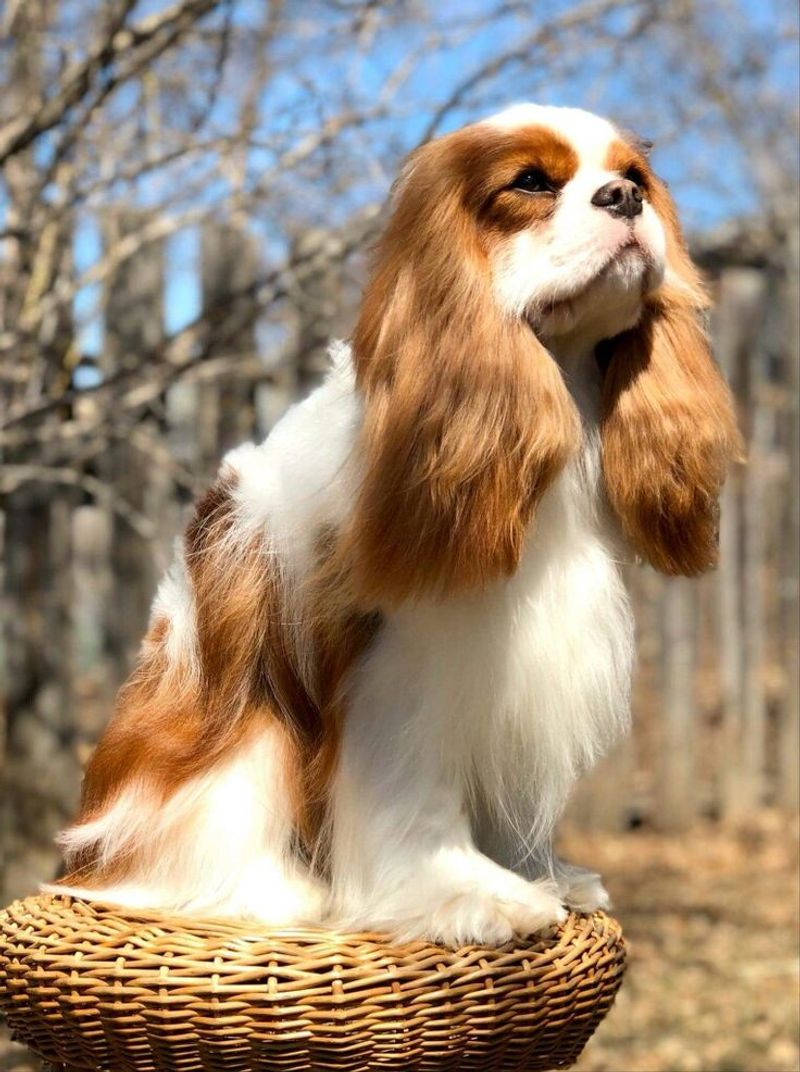 Cavalier King Charles Spaniel